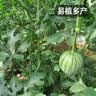 凤鸣雅世冰糖麒麟西瓜种籽红瓤西瓜四季春季甜西瓜早佳8424西瓜种子100粒 实拍图