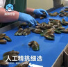 海鲜世家新西兰熟冻原汁全壳青口贝净含量1kg 21-26只/袋原装进口海鲜贝类 实拍图