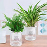 行湘水培绿植盆栽桌面花卉盆景 金边吊兰+波斯蕨（早安盆）源头直发 实拍图