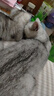 卫仕 五拼冻干全价全阶段猫粮 猫干粮 成猫幼猫高蛋白粮 山海盛宴 6kg 实拍图
