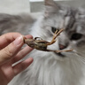 爱立方鹌鹑冻干猫咪生骨肉 猫粮宠物补钙磨牙猫零食鹌鹑冻干40g 实拍图