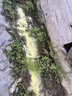 黄鼠狼驱赶神器专用吓养鸡窝笼舍围栏网克星硫磺强力气味粉药工具 【鸡场鸡舍外用】510g驱赶气味粉-袋装-T13 晒单实拍图
