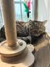 HELLOJOY猫玩具自动逗猫玩具球自嗨解闷神器电动逗猫棒磨牙幼猫猫咪玩具 实拍图