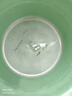 SEEDBALL含氯84消毒片泡腾片瓜果蔬菜洗衣机拖地浴缸马桶消毒液1g*100片 实拍图