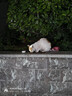 BOTH 烘焙猫粮 幼猫成猫全阶段 鸭肉梨泪痕管理 猫粮试吃200g 实拍图