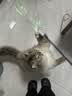 CFA赛级逗猫棒猫咪玩具长杆羽毛替换头耐抓咬猫玩具用品自嗨解闷 七彩响纸款-普通款-1个 实拍图