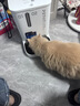 小佩宠物智能自动喂食器猫咪饮水机 猫粮狗粮远程控制自动定时定量 可视双子星喂食器 2+饮水机MAX 2 实拍图