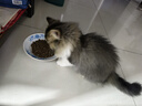 网易严选全价猫粮4.0 宠物主粮成幼猫无谷鲜肉护肠胃 鸡肉羊奶味1.5kg*4袋 实拍图