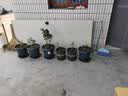 墨斗鱼花盆加仑盆加厚高款3加仑*2多肉绿萝月季盆栽树脂塑料简约带托盘 实拍图