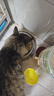 朗仕冻干双拼猫粮 鸡肉三文鱼配方 幼猫成猫 通用全价猫粮10kg/20斤 实拍图