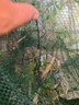 虾笼鱼笼虾网黄鳝泥鳅网伞笼龙虾网加厚加密全自动地鱼笼抓鱼神具 12孔（赠送随机饵料1包） 实拍图