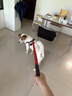 憨憨乐园狗链狗绳小中型犬宠物牵狗绳带拴遛狗泰迪边牧链子牛仔牵引绳M 实拍图