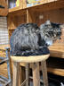 皇家成猫猫粮 营养均衡 F32 通用粮 1-7岁 4.5KG 实拍图