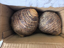 京鲜生云南牛奶小芋头净重3斤单果100g+粉糯奶香现挖新鲜蔬菜源头直发 实拍图
