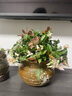 海蒂的花园花叶络石四季常绿好养观叶垂吊植物阳台室内绿植盆栽源头直发包邮 花叶络石14cm 含盆 实拍图