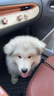 普安特宠物狗狗驱虫药犬驱虫体内外一体跳蚤犬虱非泼罗尼爱滴克 实拍图