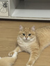京东京造全价冻干双拼猫粮10kg幼猫成猫粮无谷低敏高鲜肉猫咪猫粮 实拍图