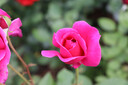 佳能（Canon）EOS 200D2 II 二代 迷你单反相机 4K Vlog视频直播 高清美颜照相机 18-55mm标准变焦 旅行畅玩套装 实拍图