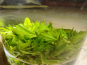 贡苑【2026新茶明前头采头芽】小叶苦丁茶特级四川峨眉山嫩芽90g 实拍图