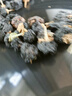 修年堂 黑枸杞250g/罐 精选大果青海柴达木免洗黑枸杞子礼品 养生茶饮 实拍图