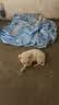 中华田园犬土狗拉布拉多比熊博美泰迪混血犬大黄狗黑狗看家护院犬 田园级 博美混血 公 x 幼年犬(45日龄-12月龄) 实拍图