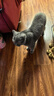 皇家成猫猫粮 营养均衡 F32 通用粮 1-7岁 15KG 实拍图