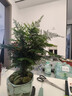 花行榜文竹盆栽绿植物室内客厅中式禅意盆景办公室摆件高端花卉源头直发 实拍图