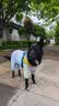 MIKI PAD狗狗衣服凉凉衣四脚春秋薄款中大型犬边牧宠物防虫凉感冰丝防晒衣 紫色 【凉感防晒】UPF50+ 3XL 参考背长45cm购买（建议18-23斤） 实拍图