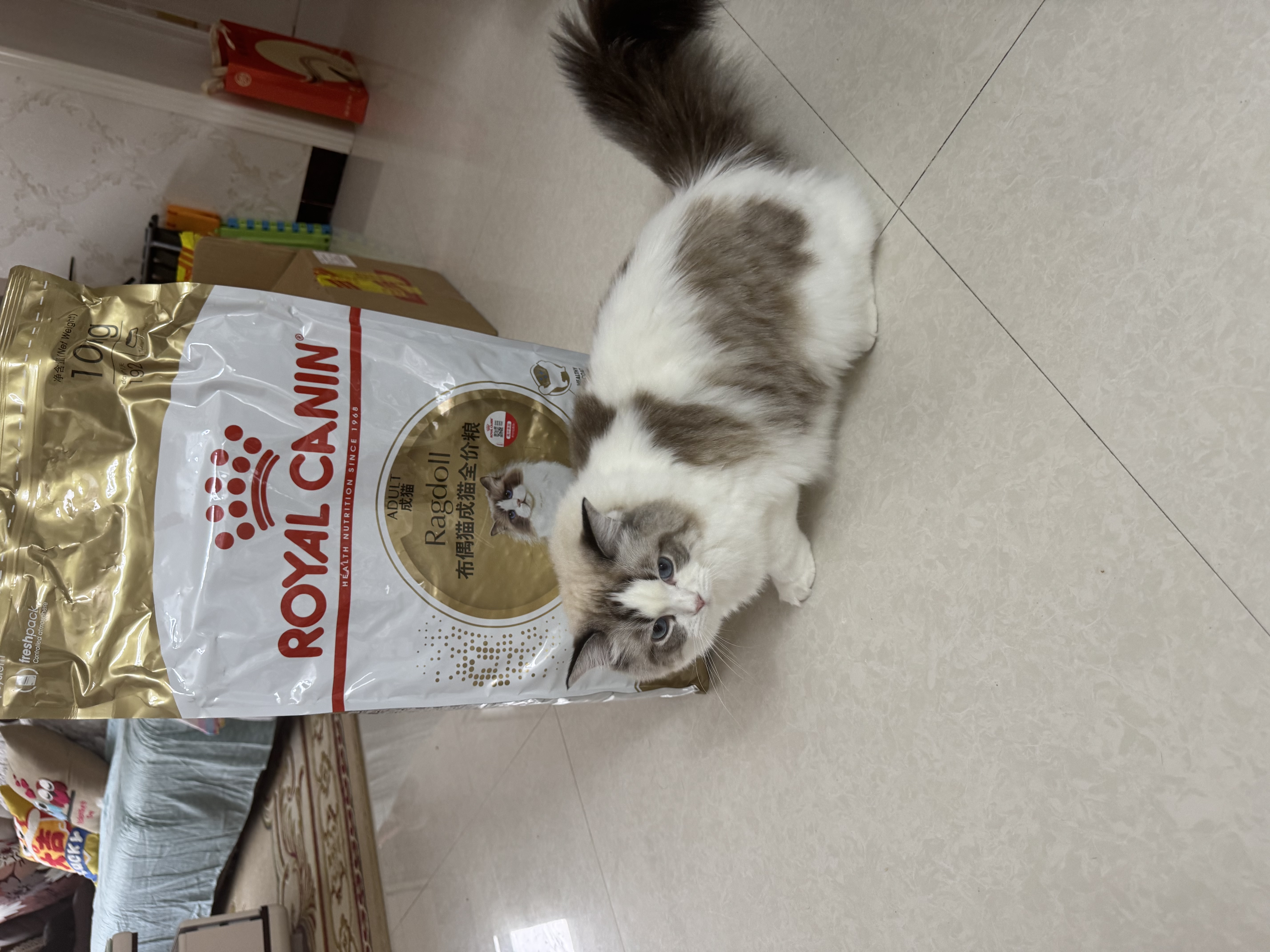 皇家猫粮10kg英短猫粮成猫粮布偶美短波斯虎斑蓝猫国产全价猫粮通用粮 RA32布偶猫成猫猫粮10kg 实拍图