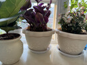 爱丽思（IRIS）花盆花瓶树脂复古浮雕波纹圆形多肉塑料阳台种植批发花盆 6号浅米色(口径18cm) 1个花盆 实拍图