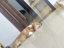 佩玛思特PetMaster深海鱼系列成犬粮狗粮全价犬粮1.5kg 实拍图
