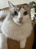 皇家成猫猫粮 口感型 ES35通用粮12月以上2KG 实拍图
