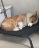 宠物镇定剂宠物睡眠药快速睡觉镇定剂猫咪狗狗乱叫克星防猫狗宠物乱叫宠物情绪舒缓稳定剂喷雾 一瓶装【猫狗睡眠片】 实拍图