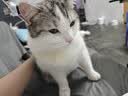 皇家室内成猫粮 I27 通用粮 12月以上 2KG 实拍图