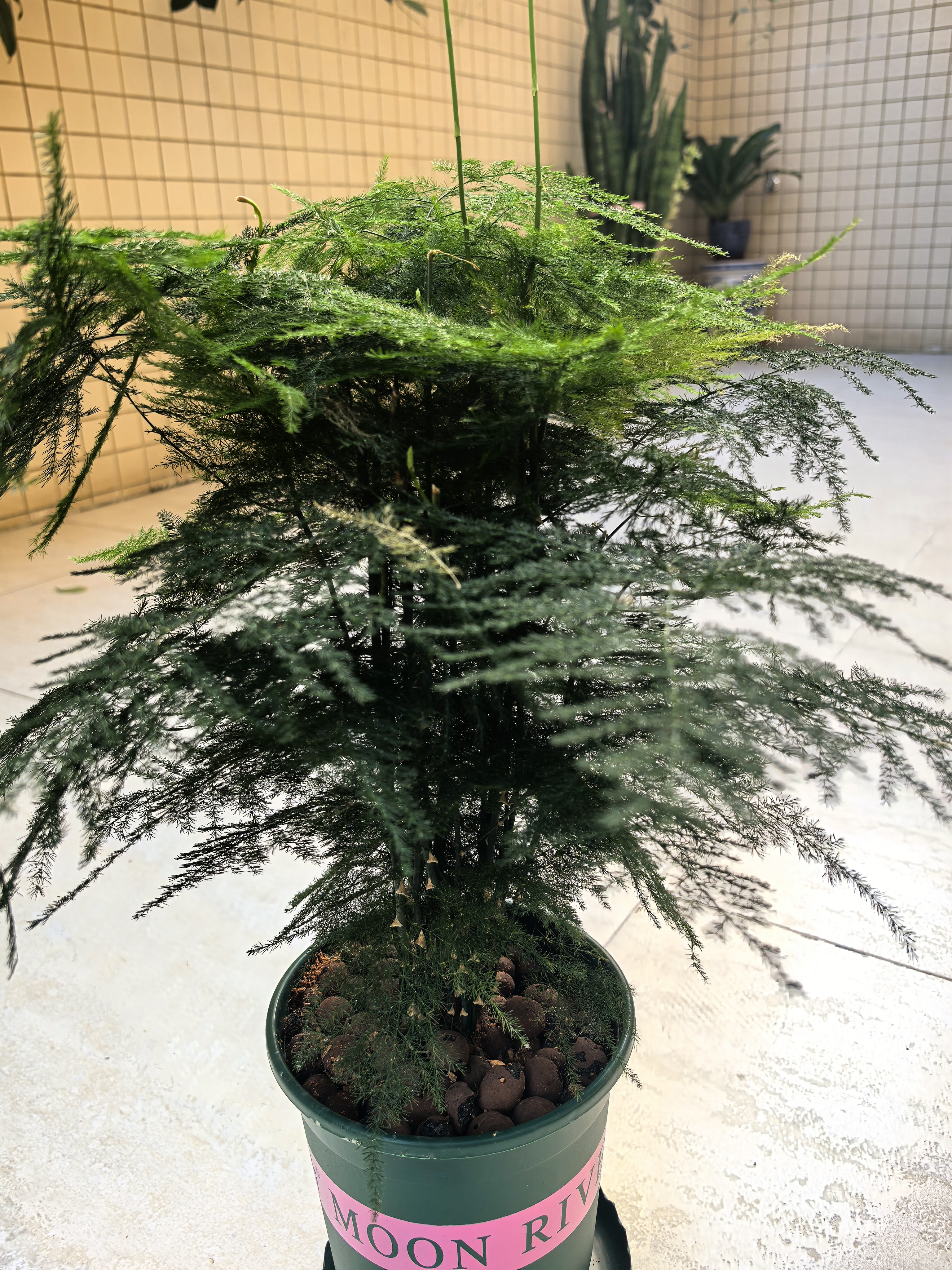 开时果 大文竹盆栽老桩精品植物 四季好养大棵文竹室内阳台大型绿植盆景 5年大文竹+砖红加仑盆/约40-50cm 实拍图