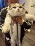 美士Nutro猫罐头一分为二主食餐盒慕斯肉泥罐成幼猫主粮进口宠物食品 【四个口味混搭】75g*24盒-27年8月 实拍图