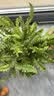 叹为观止18种吊兰任你选金边吊兰各种盆栽花卉客厅垂吊桌面植物净化空气 波斯顿蕨 含盆 实拍图