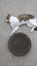 【京东物流】猫抓板磨爪猫窝一体耐磨不掉屑超大号猫玩具猫咪用品 圆形小号+猫薄荷 实拍图