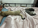 多特思猫零食猫条200支混合口味0肉粉0诱食剂猫咪鱼油罐头湿粮 实拍图