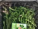 伊利金领冠育护婴儿奶粉1段(0-6月)900g*1罐【5倍DHA好脑力】 实拍图
