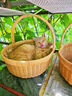 诚实一口P40全价猫粮 成猫幼猫84%高鲜肉长肉美毛养胃大鹅口味通用型1.5kg 实拍图