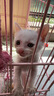 奥莉特猫砂豆腐猫砂除臭低尘可冲厕混合猫砂大袋囤货装猫咪用品 彩色豆腐猫砂【豆腐随机】 10斤 实拍图