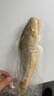1号会员店（One's Member）【山姆同厂】冷冻宁德三去黄花鱼 大黄鱼700g/2条装 生鲜水产鱼类 实拍图