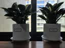 花翁铂金钻盆栽绿植大盆绿萝除室内甲醛花卉水培办公净化空气源头直发 实拍图
