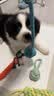 狗狗玩具套装耐咬磨牙棒幼犬用品玩互动泰迪狗柯基洁齿中小型训练 幼犬最爱五件套-随机颜色 实拍图