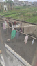 古今（GUJIN）2件无痕女童内衣青春发育期二阶段10一14岁少女生文胸初中小学生 实拍图