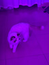 极萌【黄星同款】快至当日达折叠屏大排灯光子嫩肤焕白美白美容仪礼盒抑黑送女士【排灯主机+周边】 实拍图