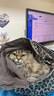 红狗【升级PRO】乳铁蛋白营养膏75g*2支 猫咪乳铁蛋白宠物狗狗幼犬 实拍图