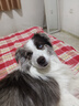 网易严选犬粮 全价高鲜肉冻干双拼幼犬成犬中大型狗粮通用 10kg 实拍图