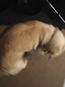 朗亲狗粮肉粒双拼拉布拉多边牧德牧成犬专用通用型狗干粮20kg 实拍图